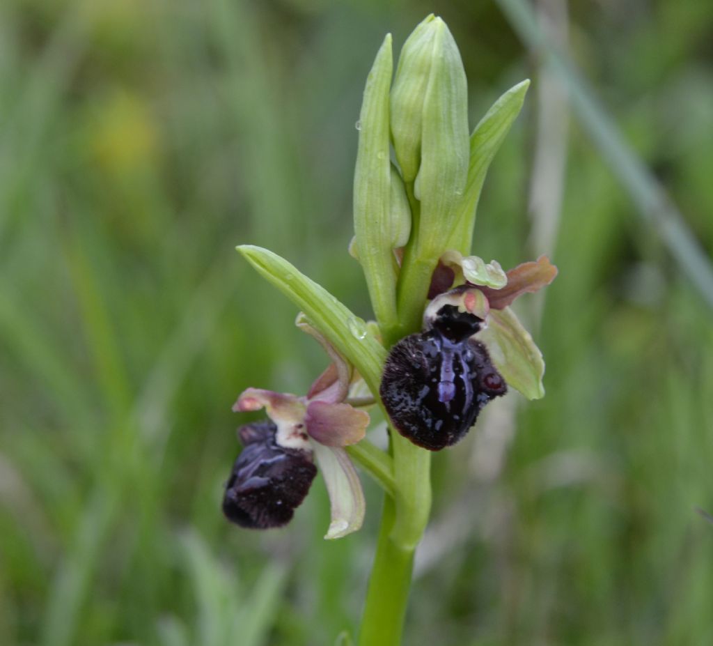 Ophrys sphegodes?